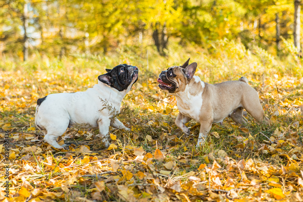 French bulldog on a autumnal nature background. French bulldog on a autumnal nature background.