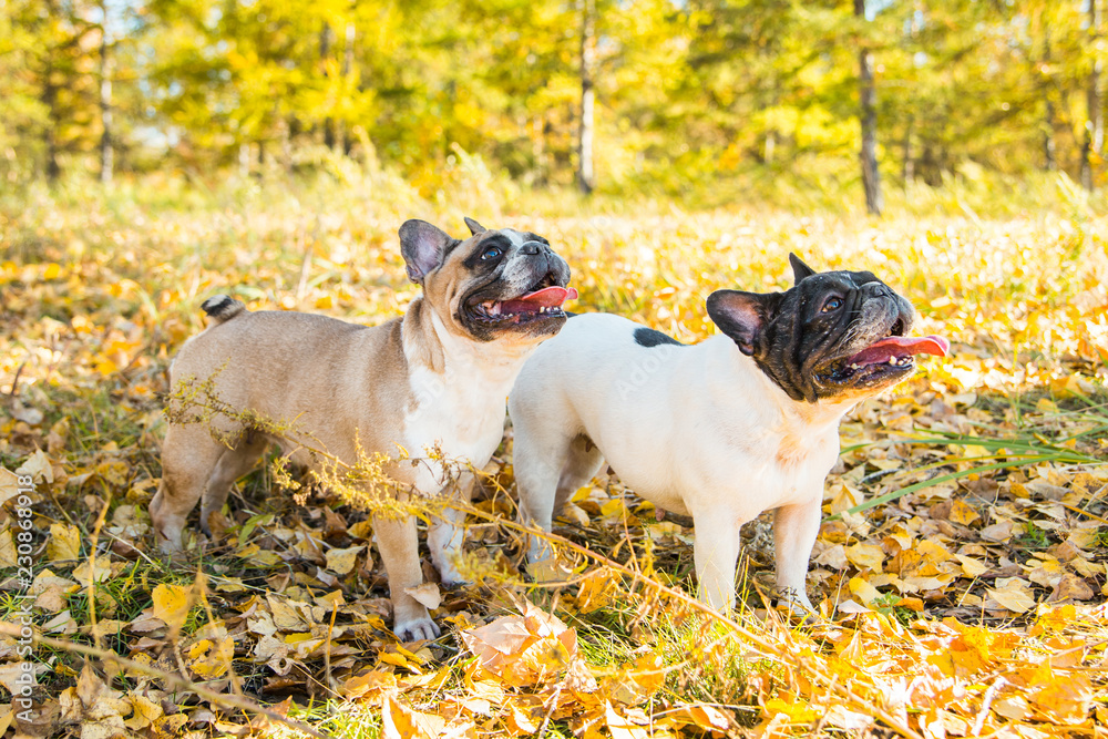 Two french bulldogs on a autumnal nature background.
