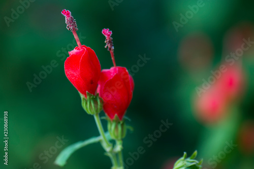 Turks Cap
