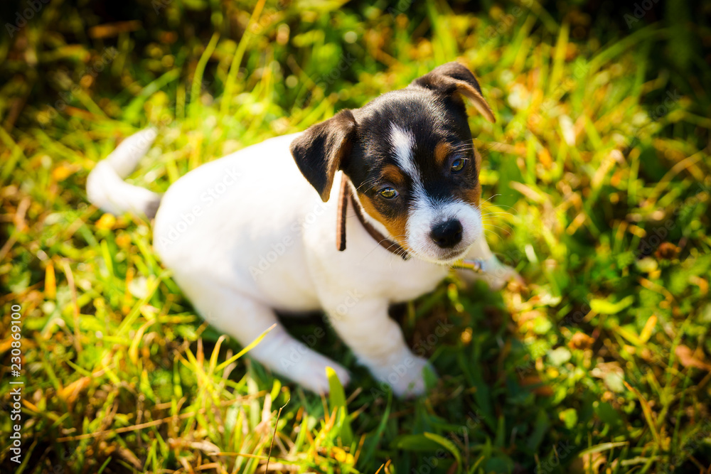 A jack russell terrier puppy is playing outside in a park on the grass
