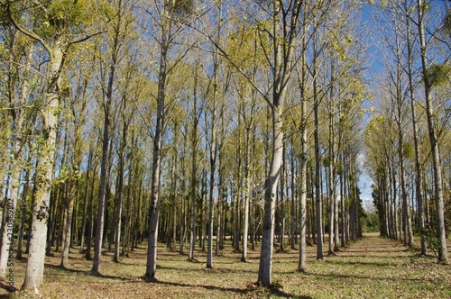 Quadro su tela Plantation de peupliers