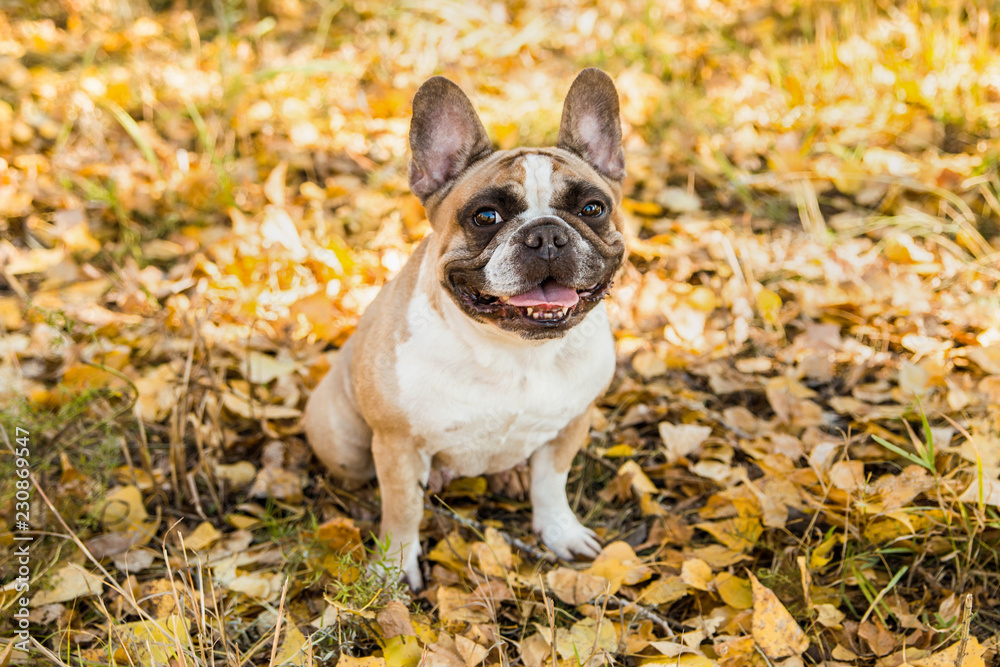 French bulldog on a autumnal nature background.