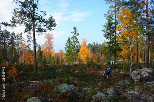 Nature of Sweden, Man hiking Bruksleden trail in autumn forest photo