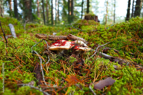 Red russula emetica mushroom on moss in forest close-up photo with short focus, Nature of Sweden photo