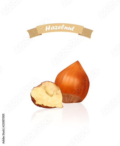 Hazelnut. Photo-realistic vector illustration. Fresh organic filbert isolated on white background. Closeup.