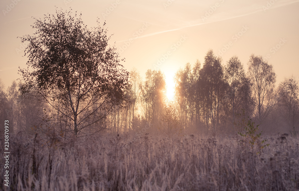 field and forest during the autumn sunrise field and forest during the autumn sunrise