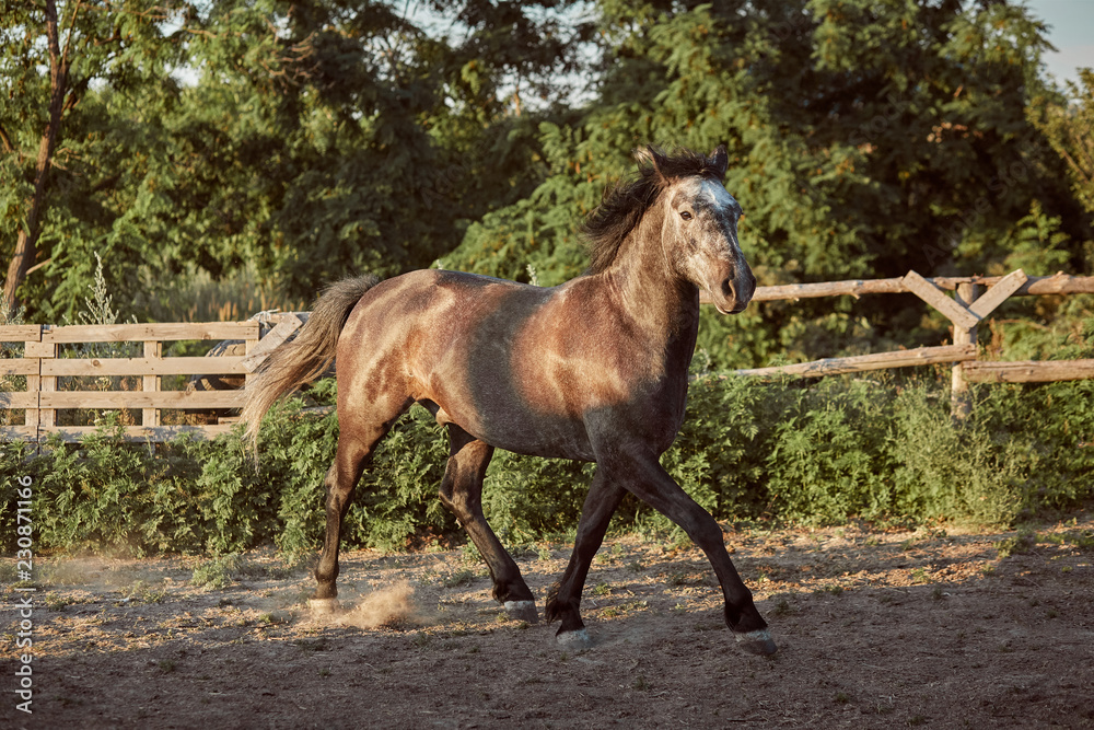 Fototapeta premium Horse running in the paddock on the sand in summer