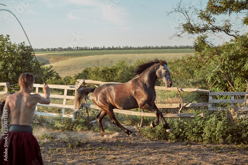 Horse running in the paddock on the sand in summer