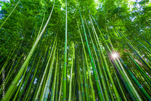 Bamboo forest in Anduze  France