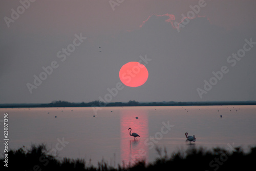 Coucher de soleil sur des flamant roses