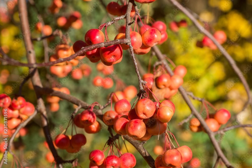 wild apples on twig selective focus wild apples on twig selective focus