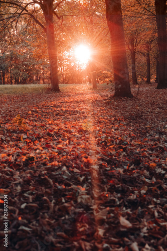 Wallpaper Mural Moody autumn sunset flare light with trees and fallen leaves on the ground in a urban nature park Torontodigital.ca