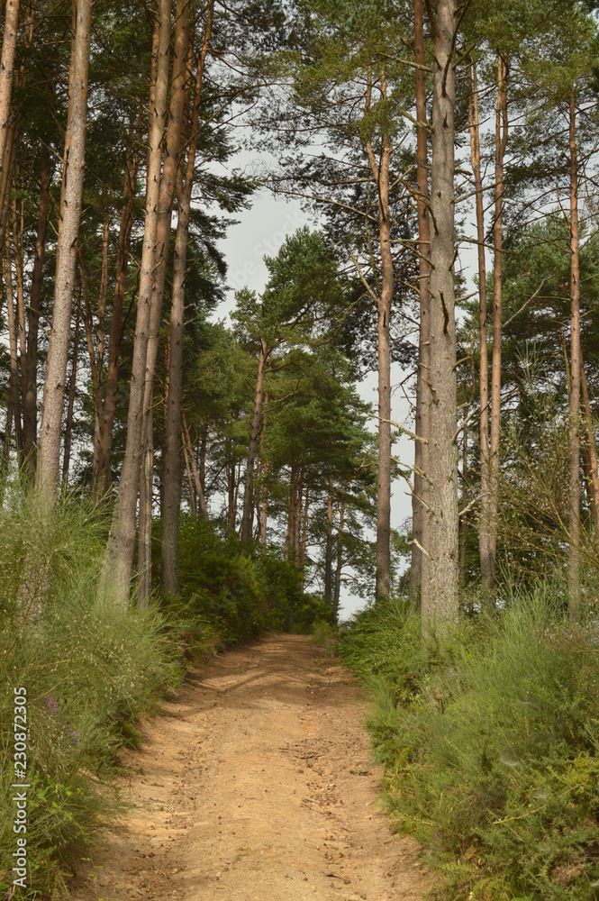 Dirt Road Surrounded By Pines And Eucalyptus In The High Of A Mountain In Lugo In Galicia. Nature, Animals, Landscapes, Travel. August 2, 2018. Rebedul, Lugo, Galicia, Spain. Dirt Road Surrounded By Pines And Eucalyptus In The High Of A Mountain In Lugo In Galicia. Nature, Animals, Landscapes, Travel. August 2, 2018. Rebedul, Lugo, Galicia, Spain.