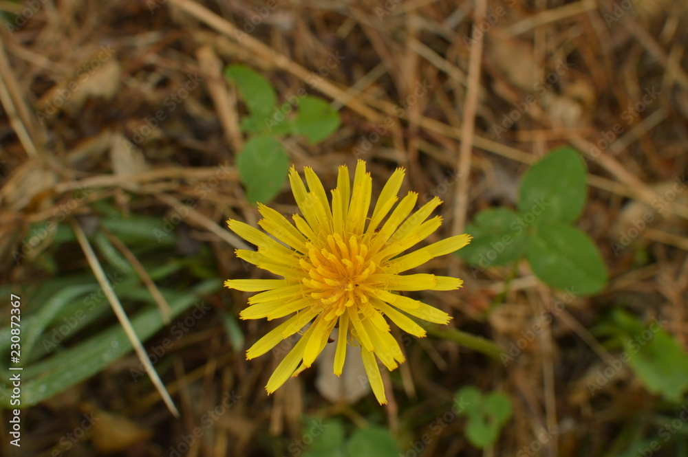 Portrait To A Daisy On Top Of Lugo Mountain In Galicia. Nature, Animals, Landscapes, Travel. August 2, 2018. Rebedul, Lugo, Galicia, Spain. Portrait To A Daisy On Top Of Lugo Mountain In Galicia. Nature, Animals, Landscapes, Travel. August 2, 2018. Rebedul, Lugo, Galicia, Spain.