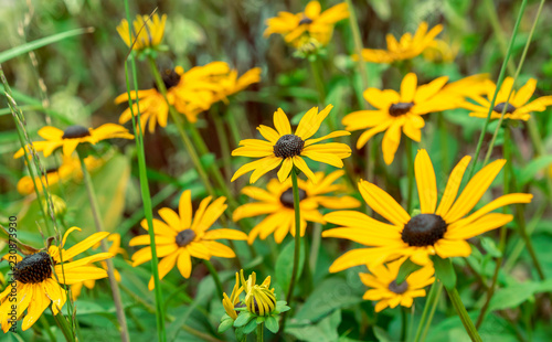 Blooming yellow echinacea on a green background.