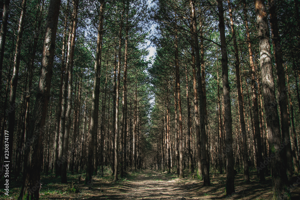 Fototapeta premium Beautiful sunrise in mountains