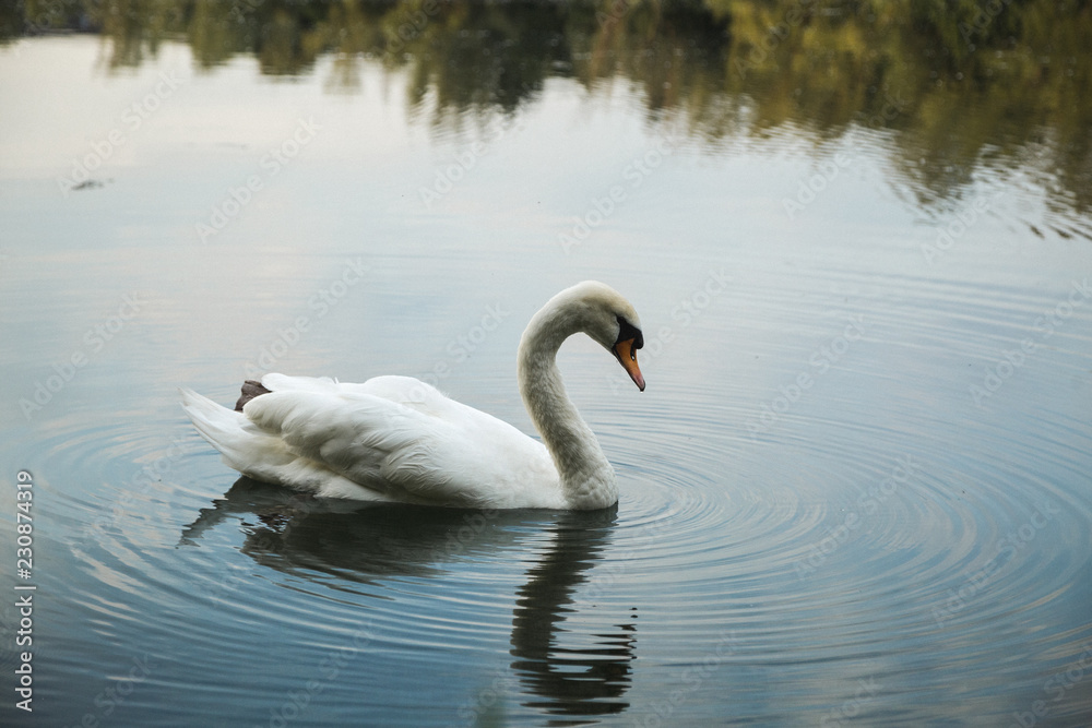Fototapeta premium Schwan auf See