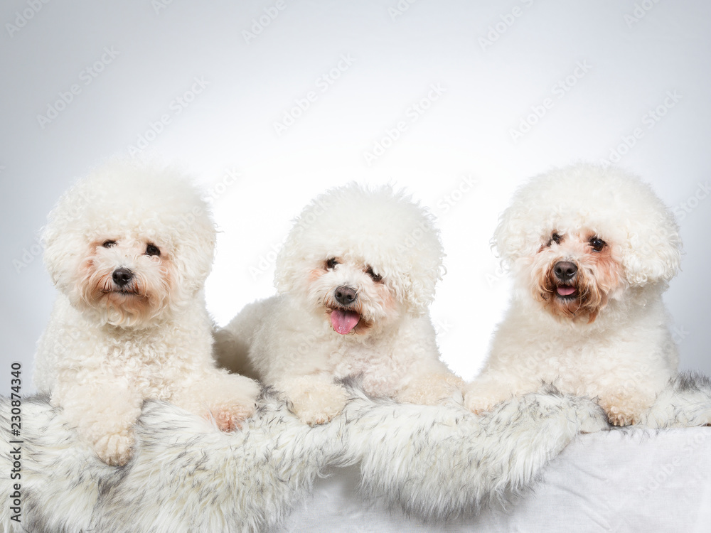 Three Bichon Frise dogs as a group. Three Bichon Frise dogs as a group.