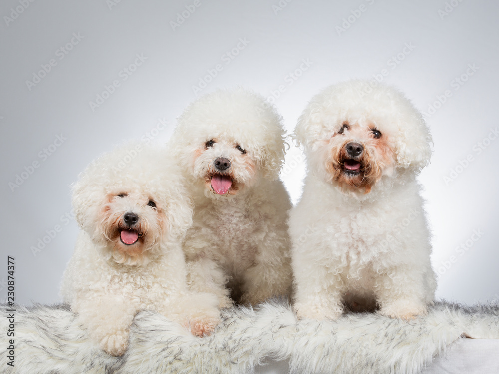 Three Bichon Frise dogs as a group. Three Bichon Frise dogs as a group.