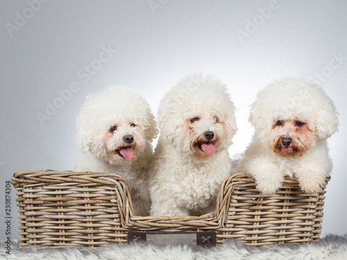 Three Bichon Frise dogs as a group.