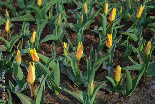 Giuseppe Verdi tulips grown in the park.  Spring time in Netherlands. photo