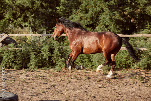 Horse running in the paddock on the sand in summer