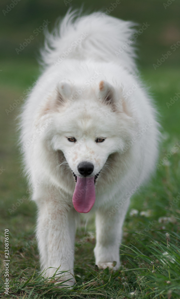Siberian samoyed husky in park on autumn sunset Siberian samoyed husky in park on autumn sunset