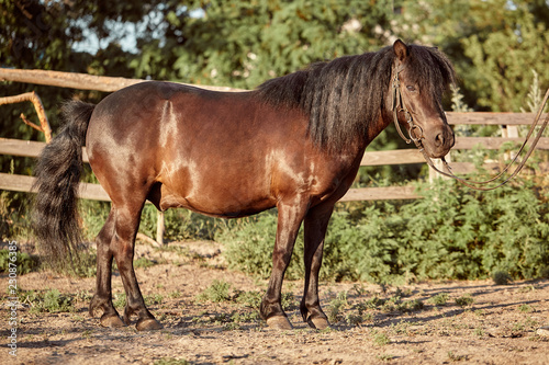 Tethered brown pony standing in the paddock. © nazarovsergey