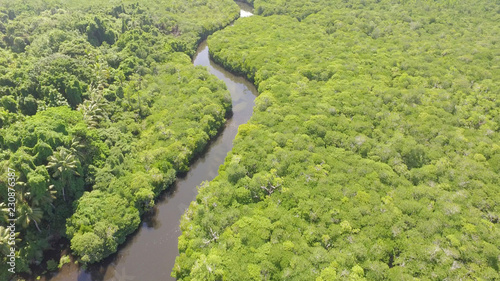 Aerial view of river running through Mangrove forest