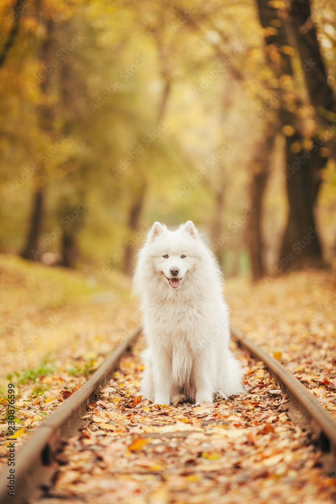 Samoyed dog sits between rails on railroad in autumn forest.