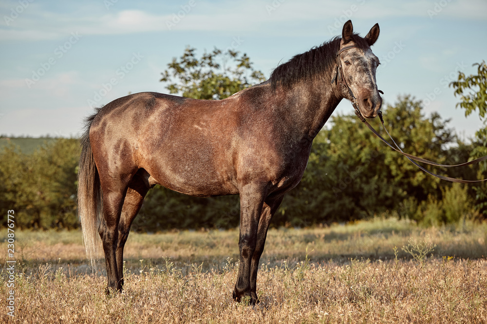 Portrait of bay horse in summer on the field Portrait of bay horse in summer on the field