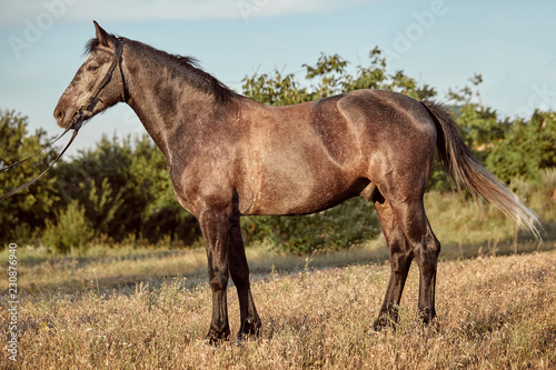 Portrait of bay horse in summer on the field © nazarovsergey