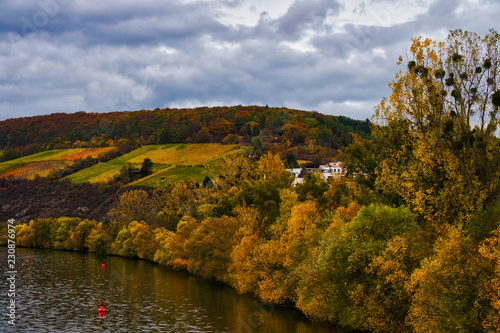 Vineyard with yellow leaves in autumn, lower franconia, bavaria