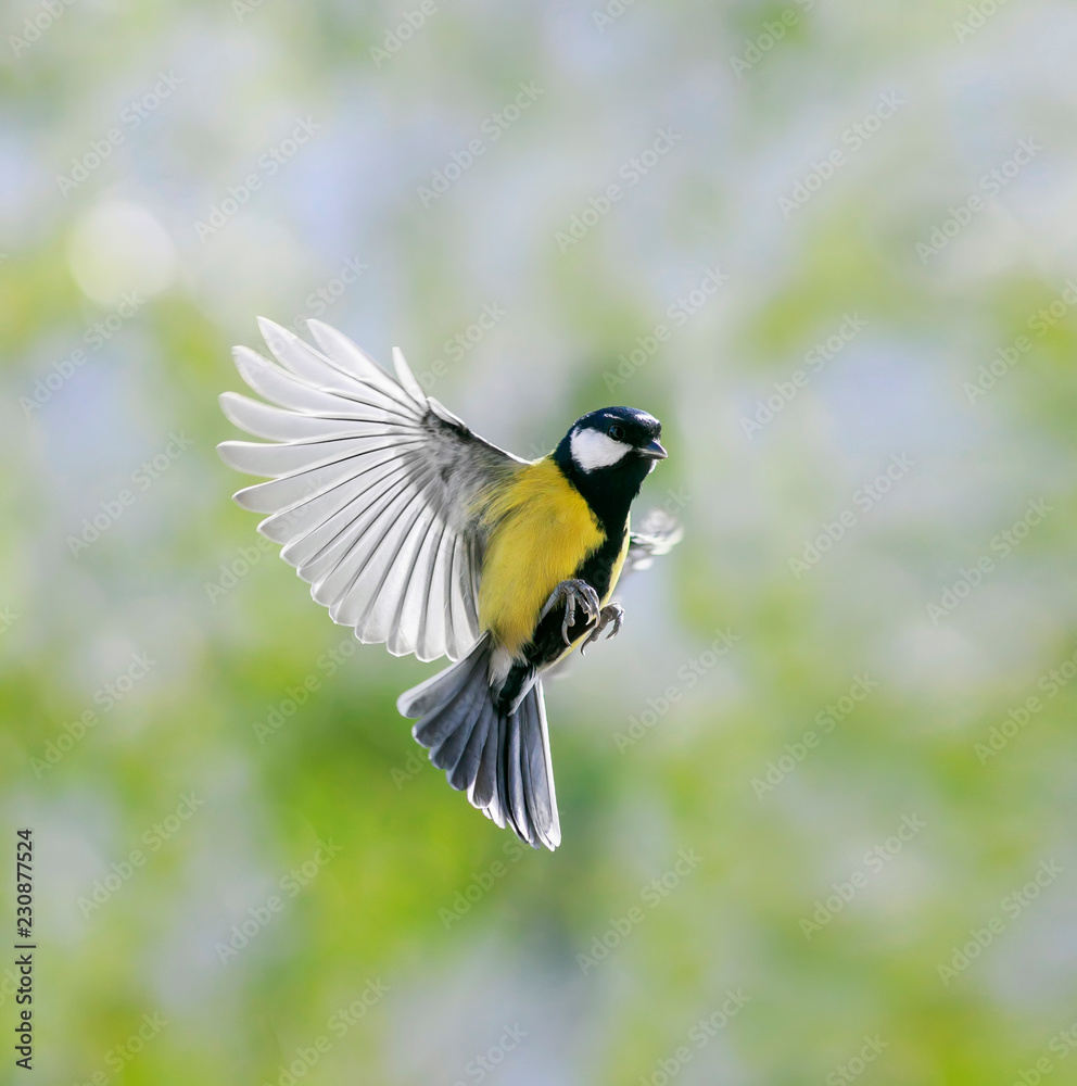 Naklejka premium naturalny portret mała piękna sikora leci w słonecznym wiosennym ogrodzie, potrząsając szeroko skrzydłami i piórami