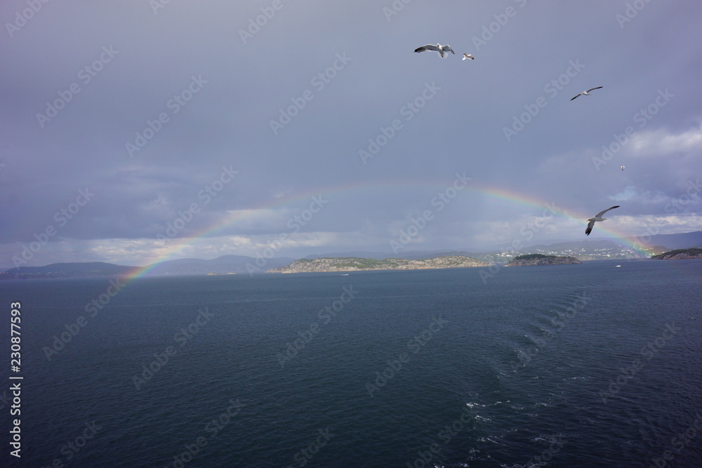Fototapeta premium seagull flying over the sea