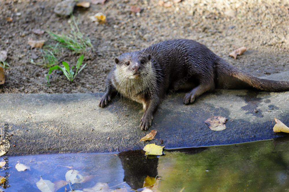 Portrait of pigmy adult eurasian otter (Lutra lutra) Portrait of pigmy adult eurasian otter (Lutra lutra)