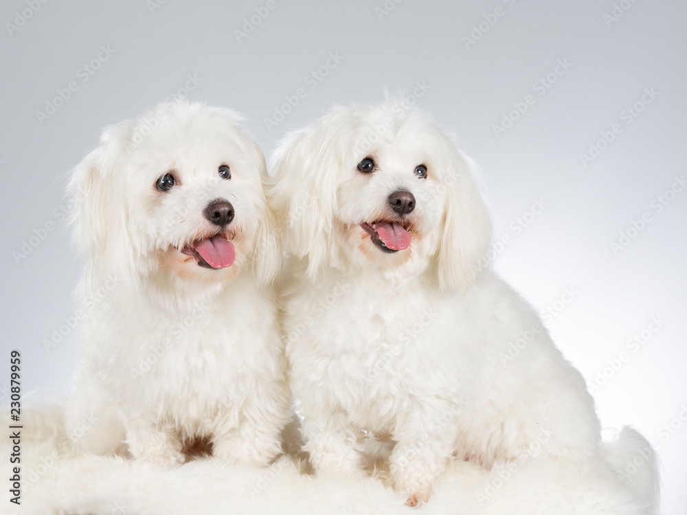 Coton de Tulear dog portrait. Image taken in a studio with white background. Coton de Tulear dog portrait. Image taken in a studio with white background.