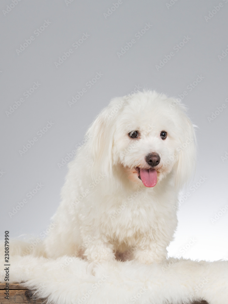 Coton de Tulear dog portrait. Image taken in a studio with white background.