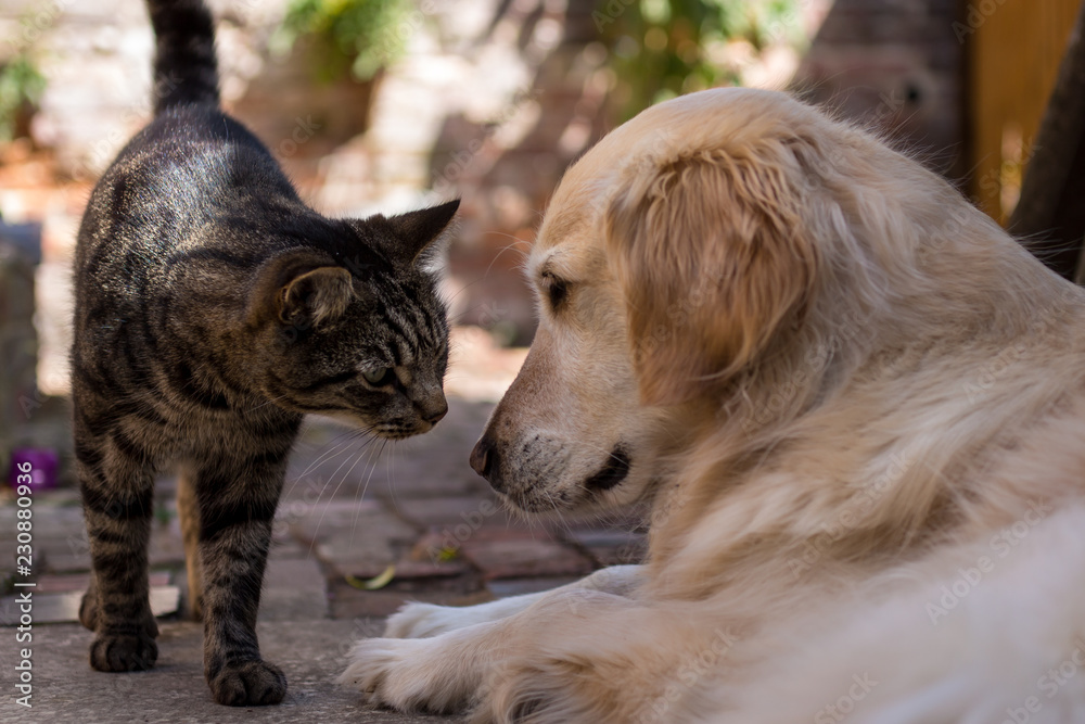 Tabby Cat Meets Golden Retriever