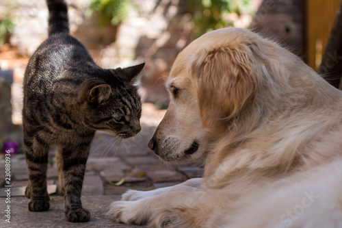 Tabby Cat Meets Golden Retriever