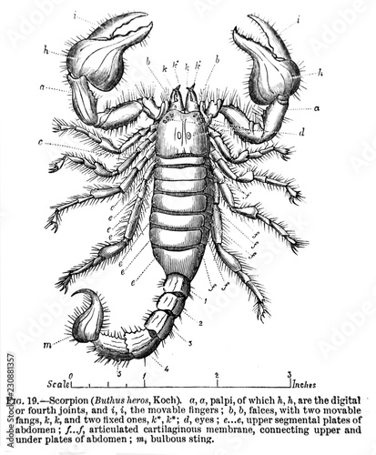 An engraved illustration of map of Scorpion from a vintage book Encyclopaedia Britannica by A. and C. Black, vol. 2, of 1875, Edinburgh © wowinside