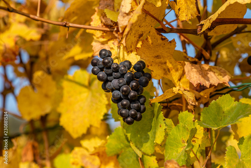 Leaves of a vine with grapes in autumn