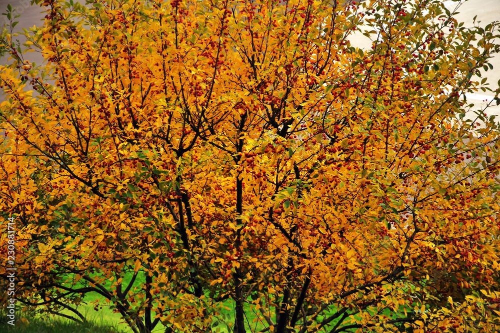 Red berries on a yellow autumn tree. Russian nature. Red berries on a yellow autumn tree. Russian nature.