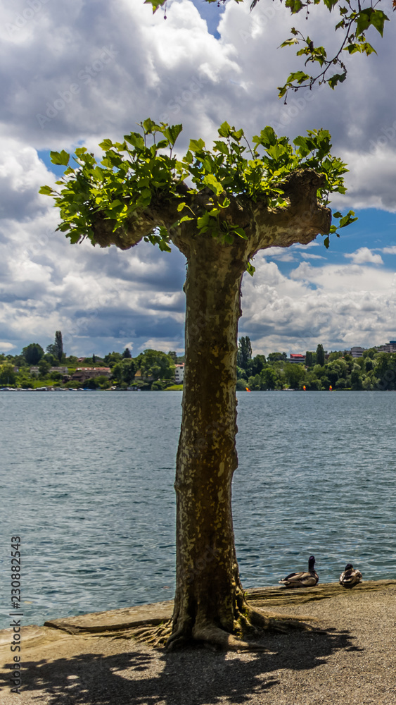 Smartphone HD wallpaper of beautiful view on the mainau island - Bodensee - Bavaria - Germany Smartphone HD wallpaper of beautiful view on the mainau island - Bodensee - Bavaria - Germany