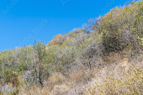 Dry hillside in fall sunlight with blue sky for copy text
