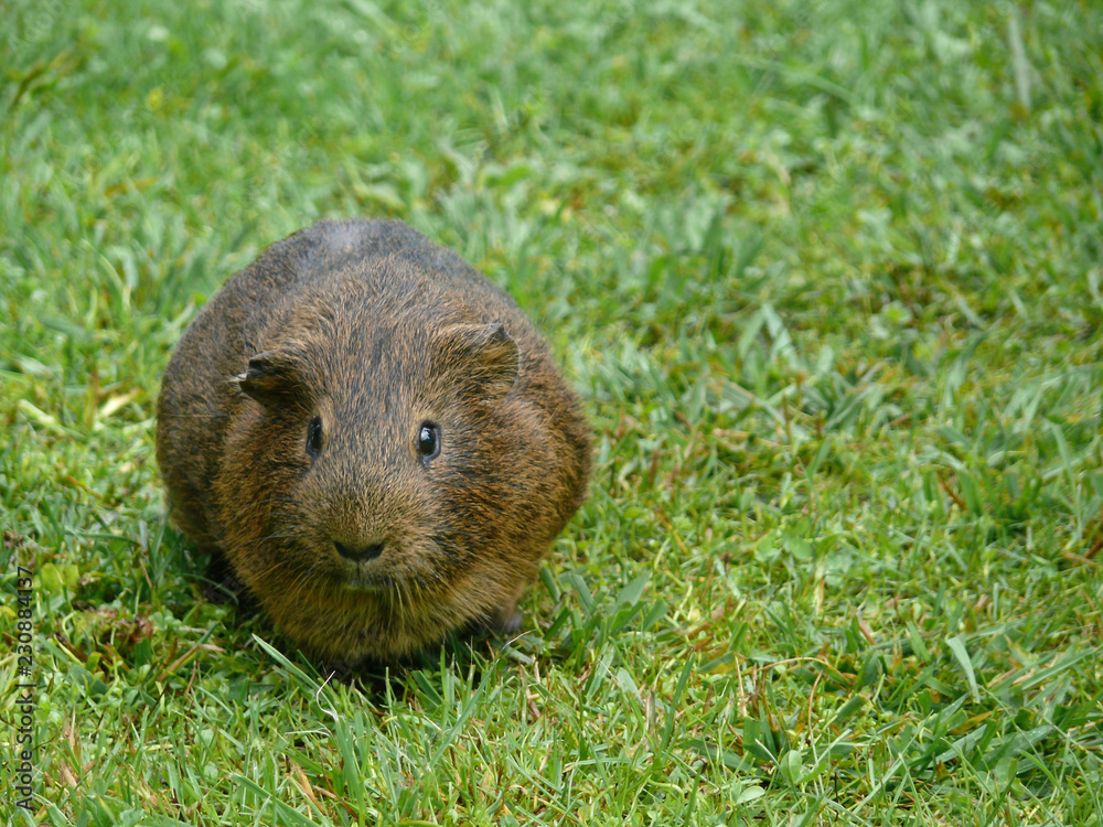 Guinea pig in the grass Guinea pig in the grass