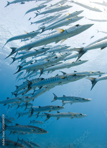 Huge school of Barracuda underwater