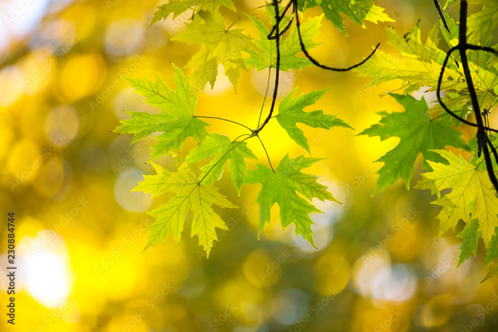 Fototapeta premium Autumn forest on sunny day