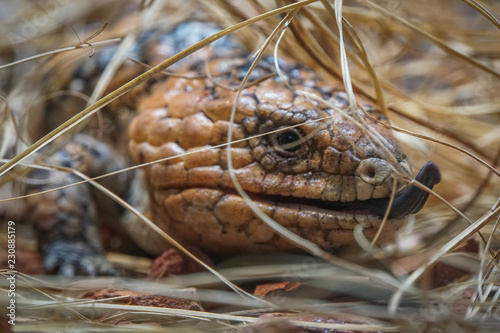 Photos Blue-tongued skink endemic lizzard