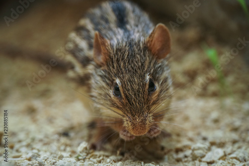 Small adorable desert mouse (acomys)